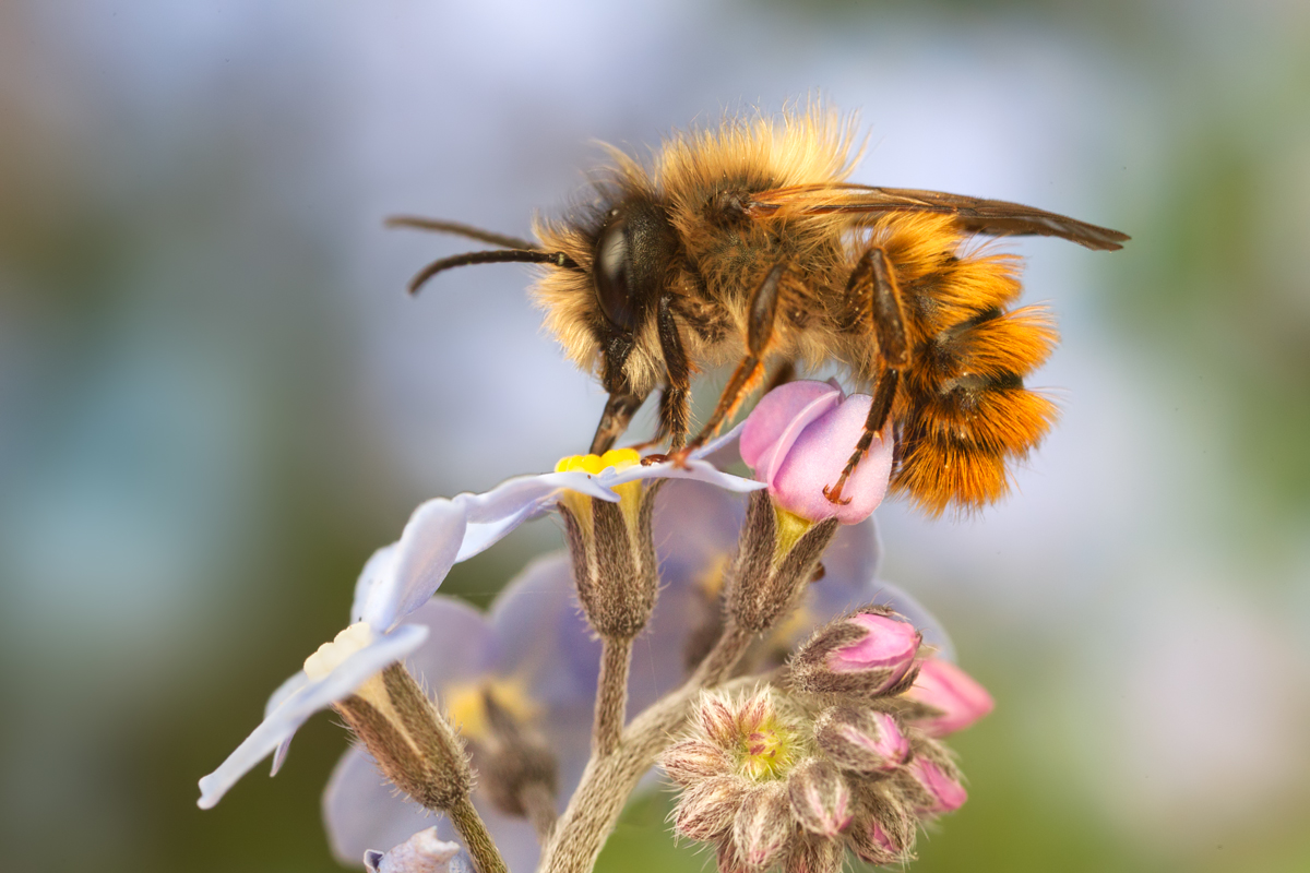 Red Mason Bee 6